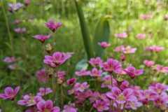 557204008_803748485381556_3613210028799077533_n