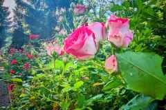 obraz_viber_2025-09-09_11-02-40-519